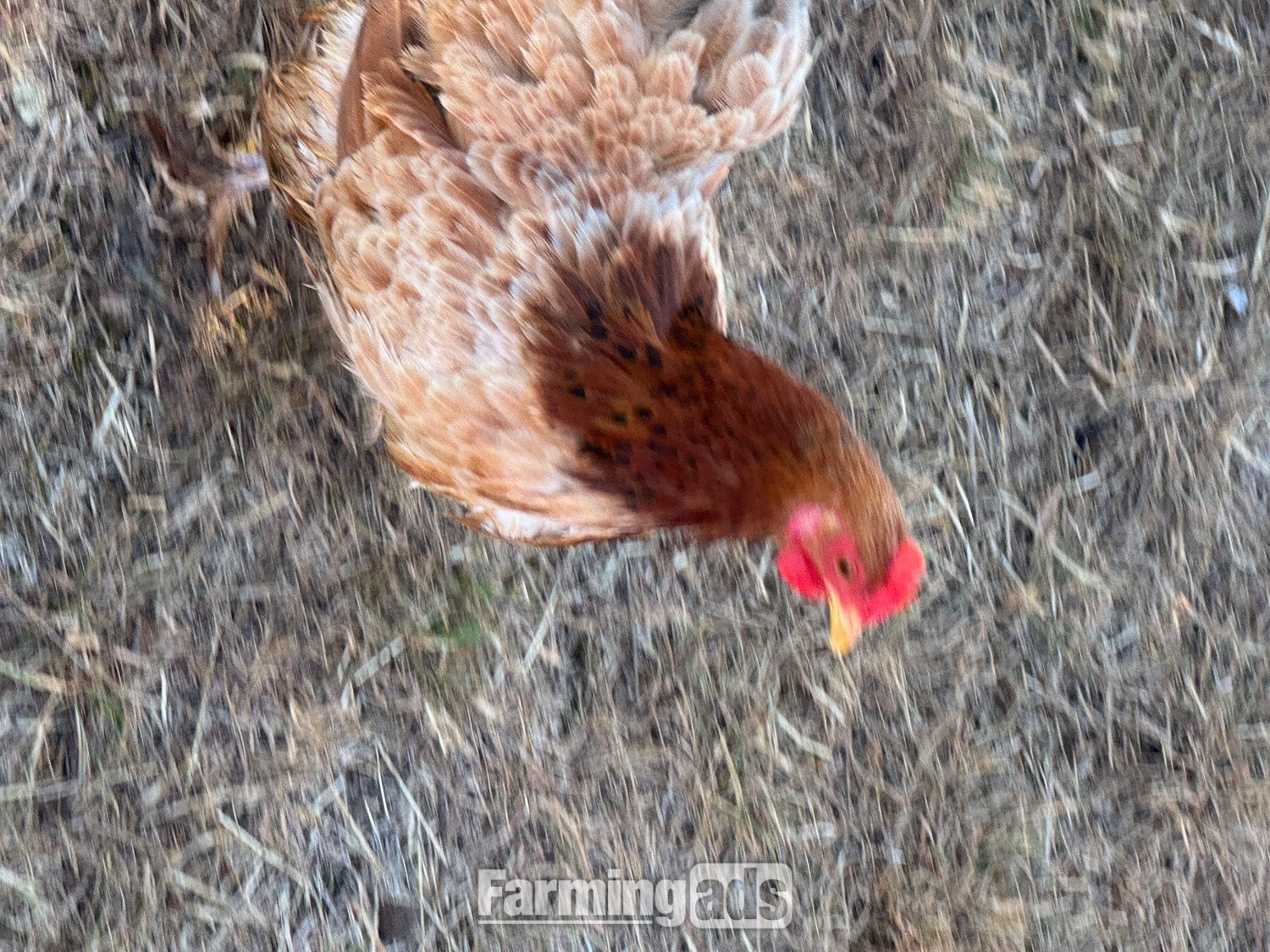 3 hens and rooster for sale  - {CATEGORY}