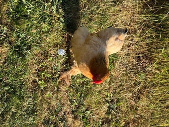 3 hens and rooster for sale 