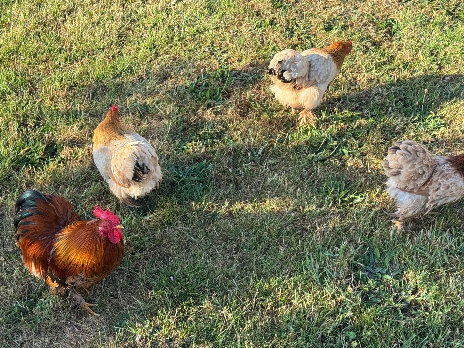 3 hens and rooster for sale  - {CATEGORY}