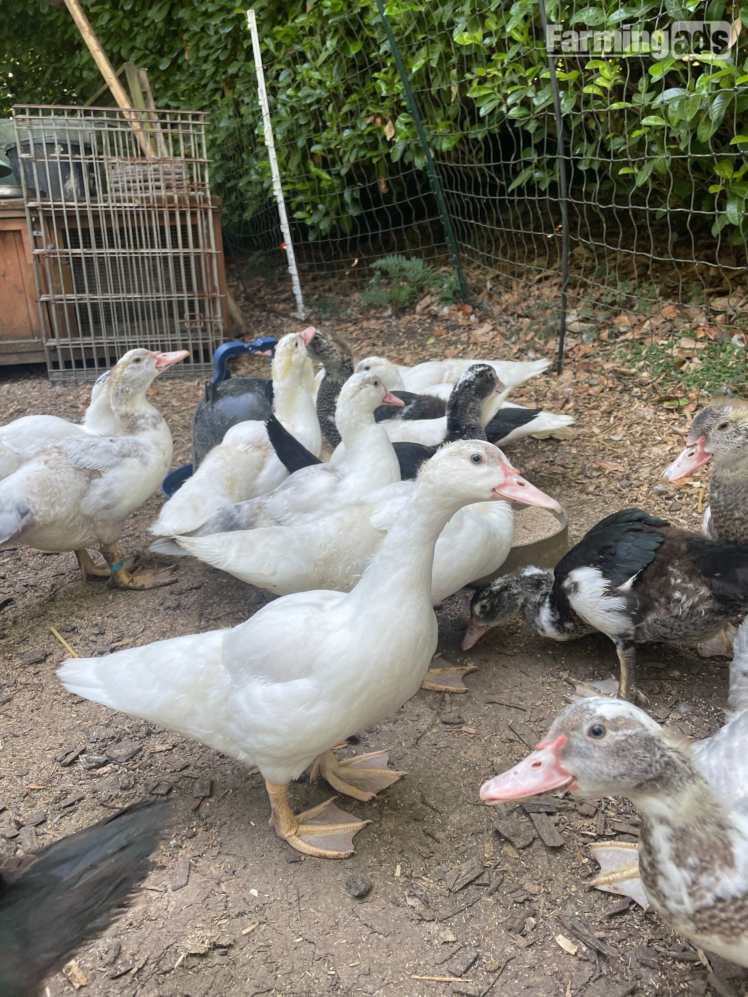 Gorgeous Muscovy ducklings 15 weeks old