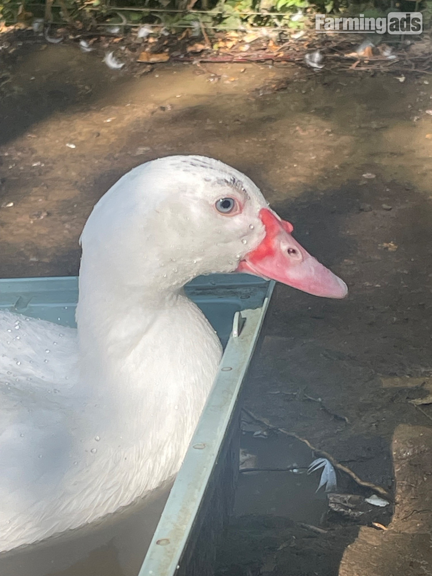 Gorgeous Muscovy ducklings 15 weeks old