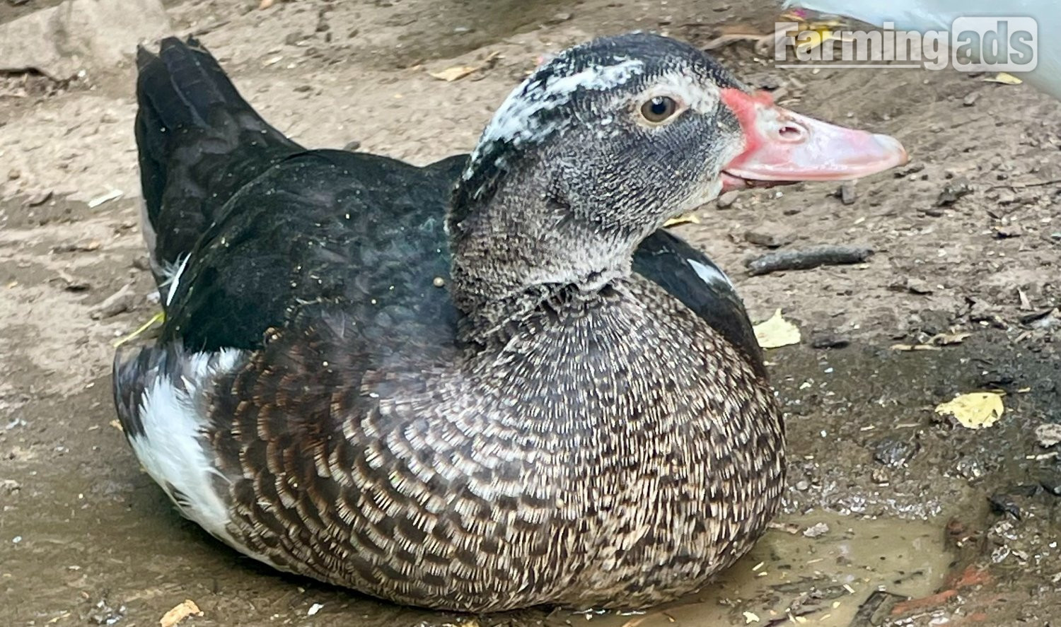  Gorgeous Muscovy ducklings 15 weeks old