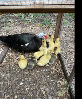 Gorgeous Muscovy ducklings 15 weeks old
