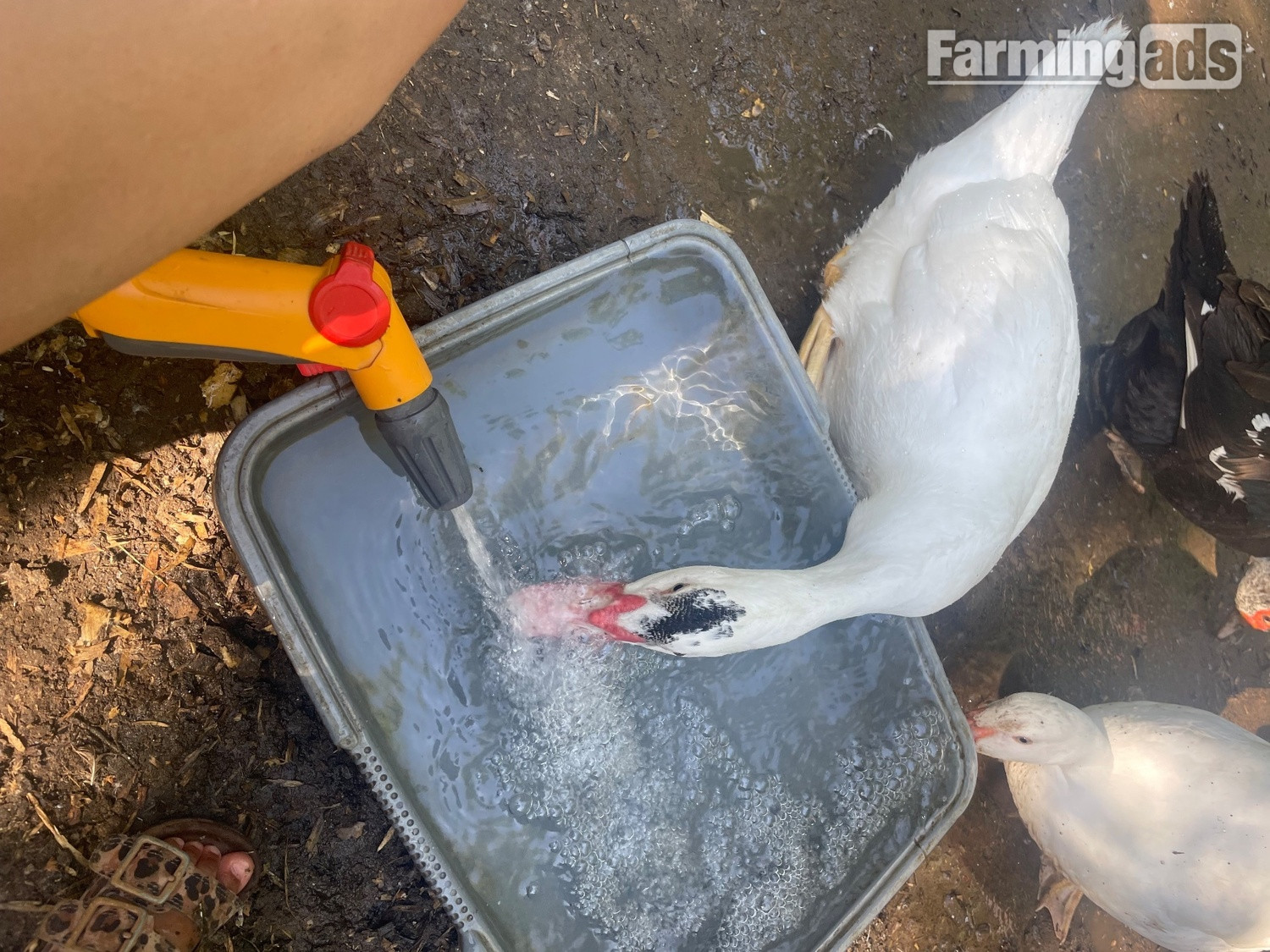 Gorgeous Muscovy ducklings 15 weeks old - {CATEGORY}