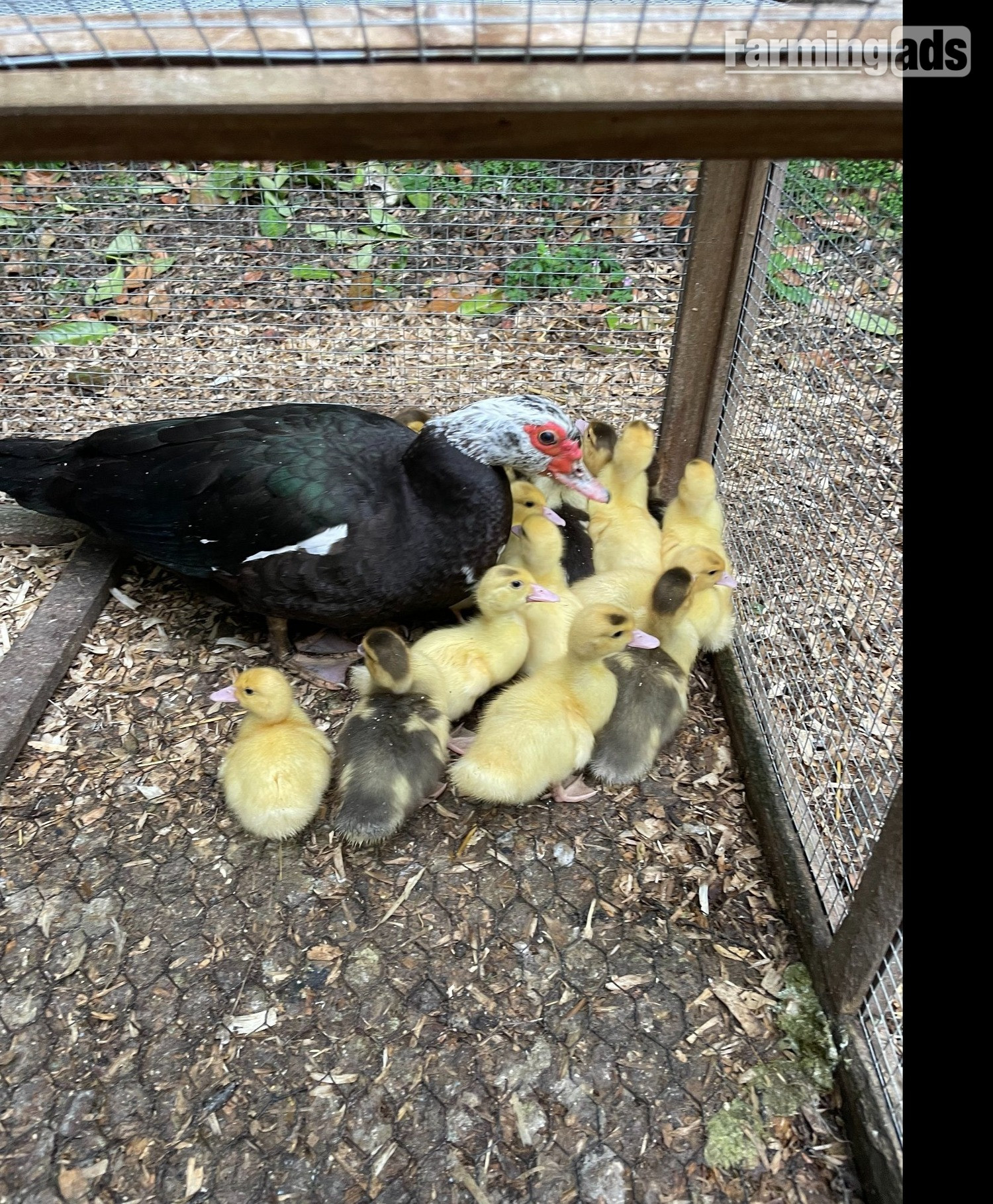 Gorgeous Muscovy ducklings 15 weeks old - {CATEGORY}