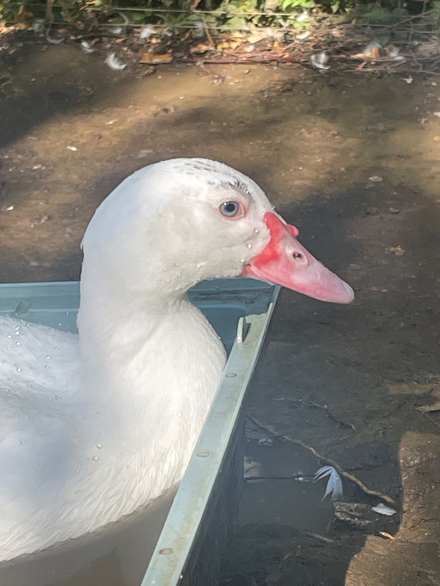 Gorgeous Muscovy ducklings 15 weeks old