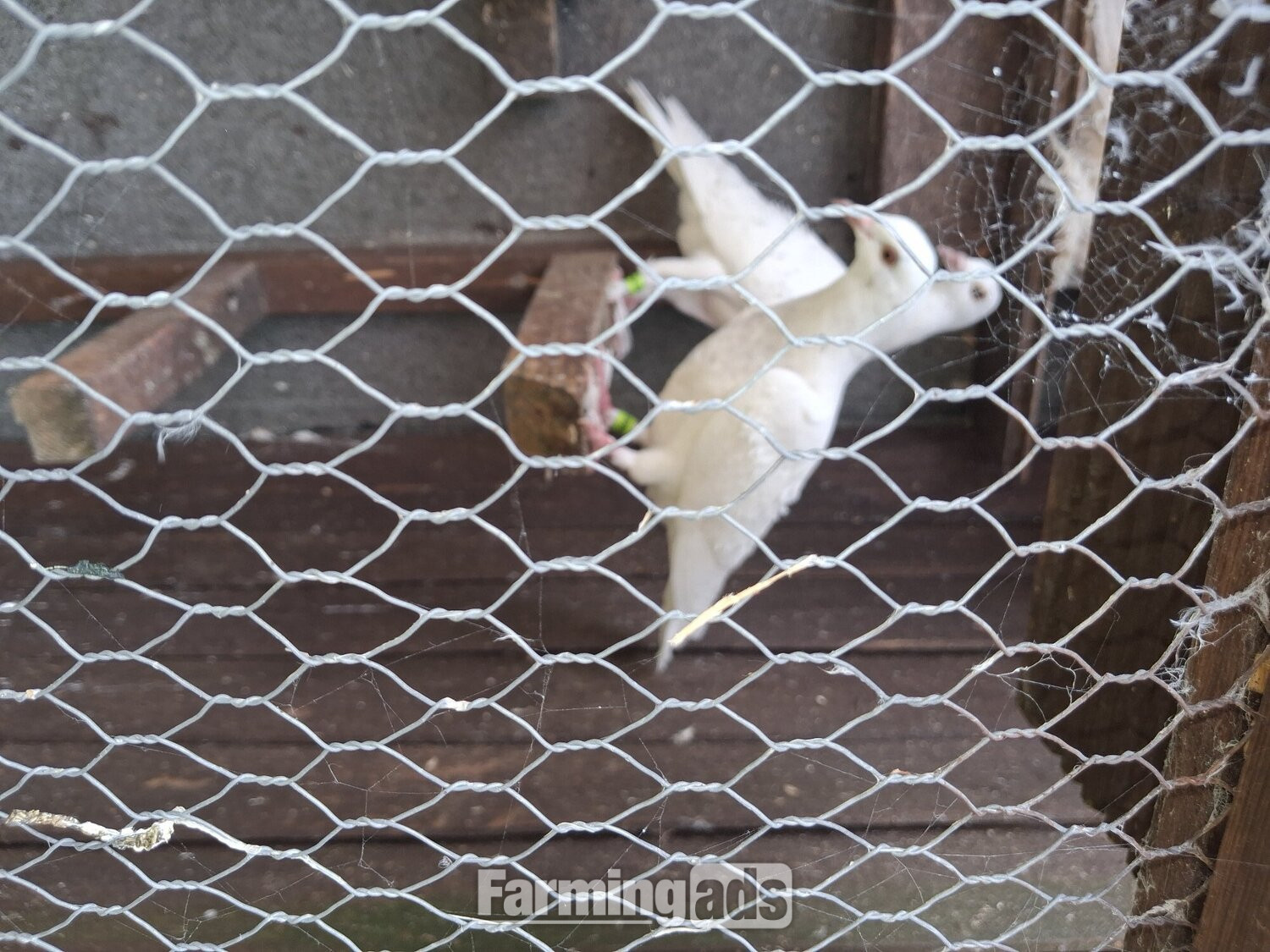 2 young frillback cross with a white homing pigeons