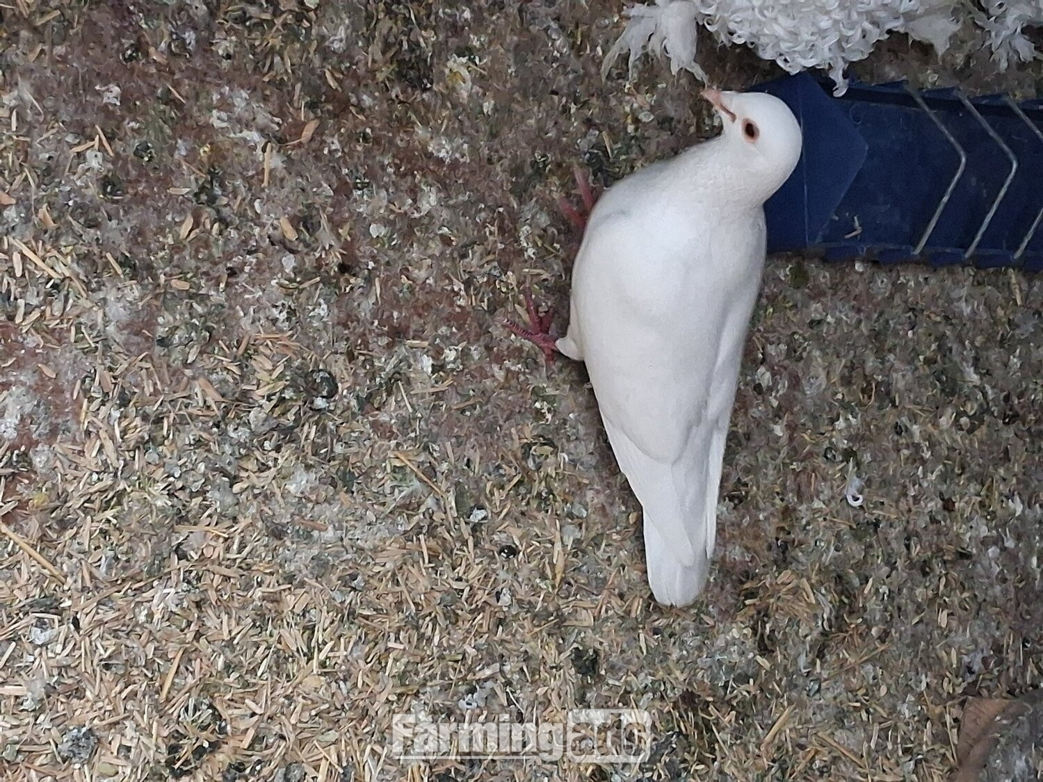 2 young frillback cross with a white homing pigeons 