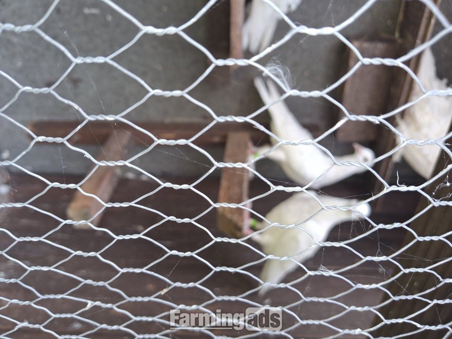 2 young frillback cross with a white homing pigeons - {CATEGORY}