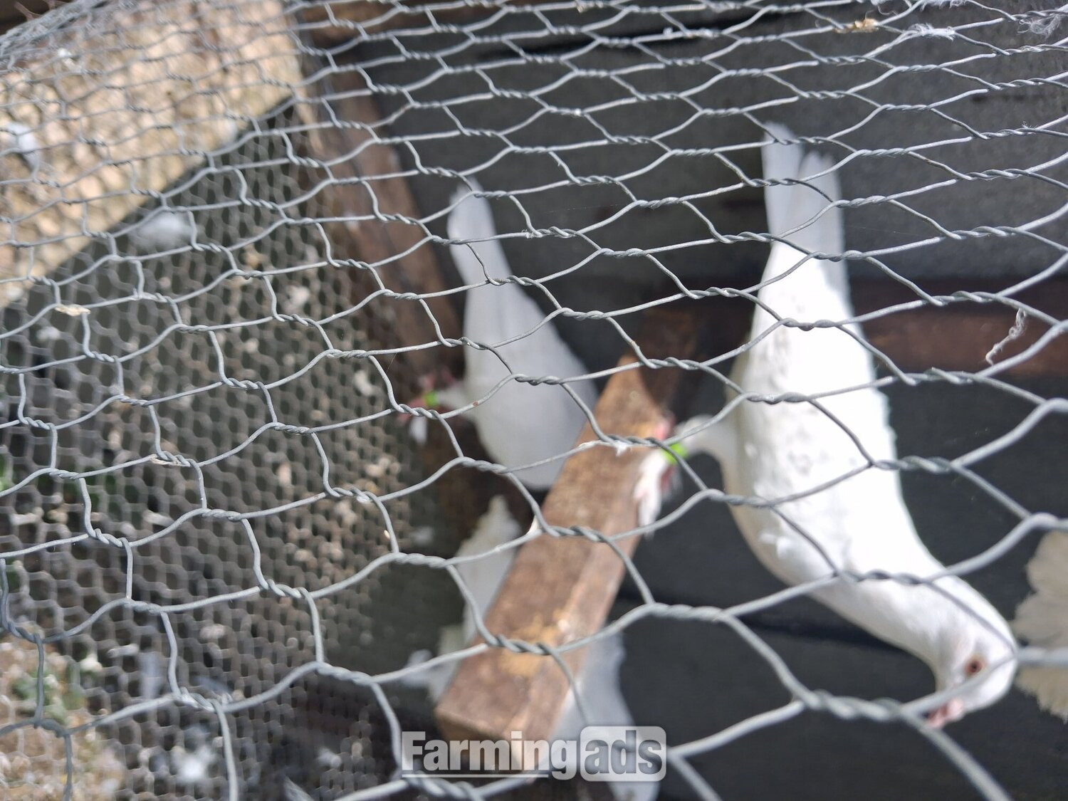  2 young frillback cross with a white homing pigeons
