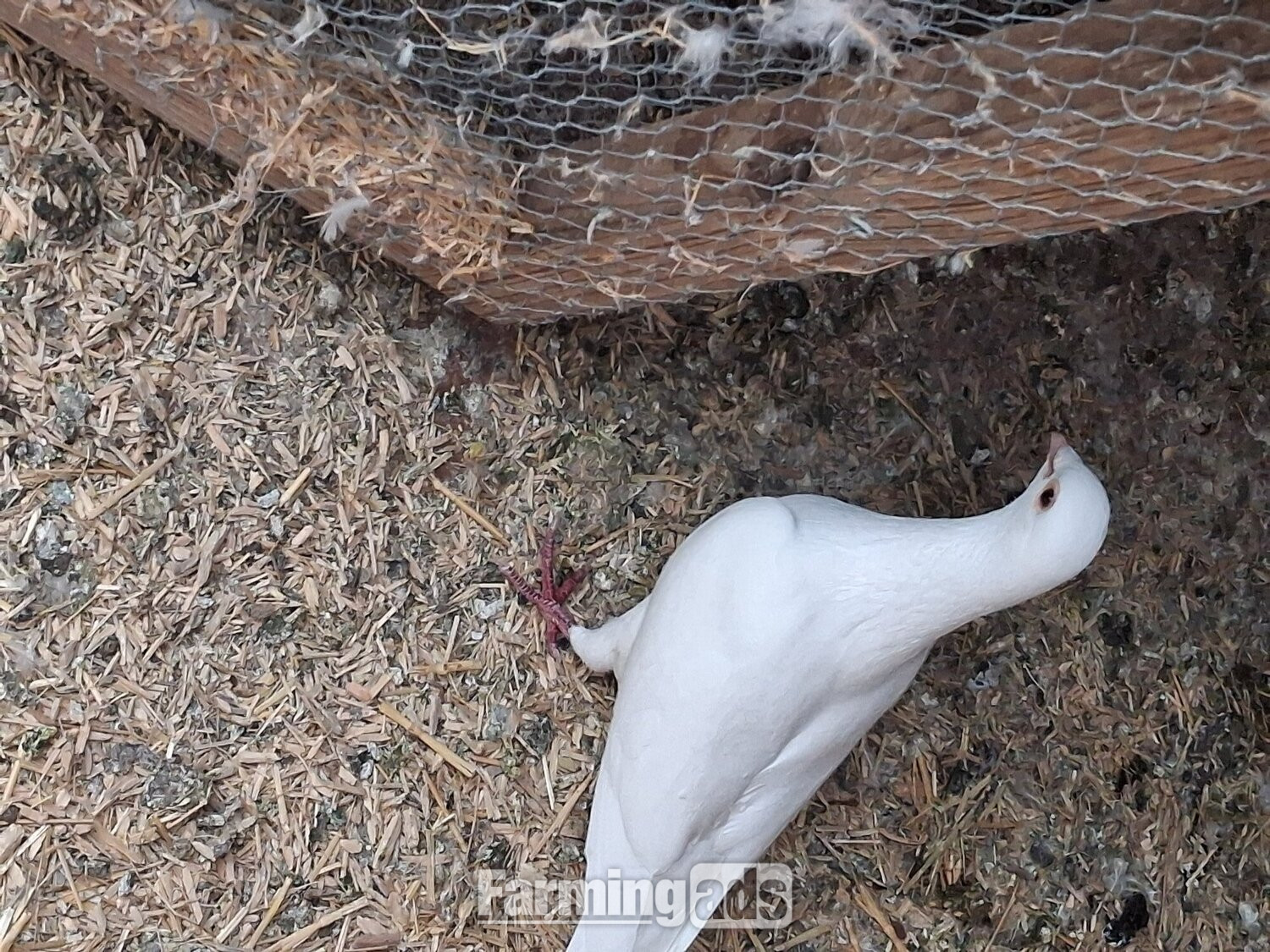 2 young frillback cross with a white homing pigeons - {CATEGORY}