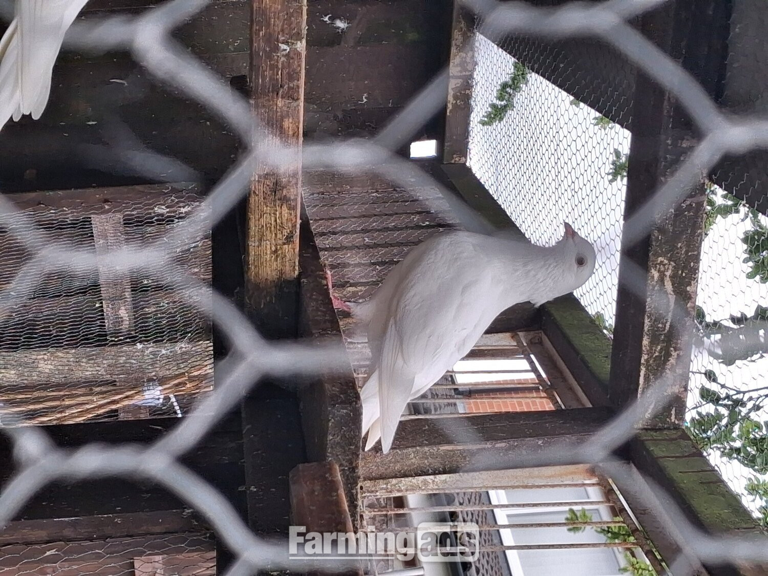 {CATEGORY} - 2 young frillback cross with a white homing pigeons