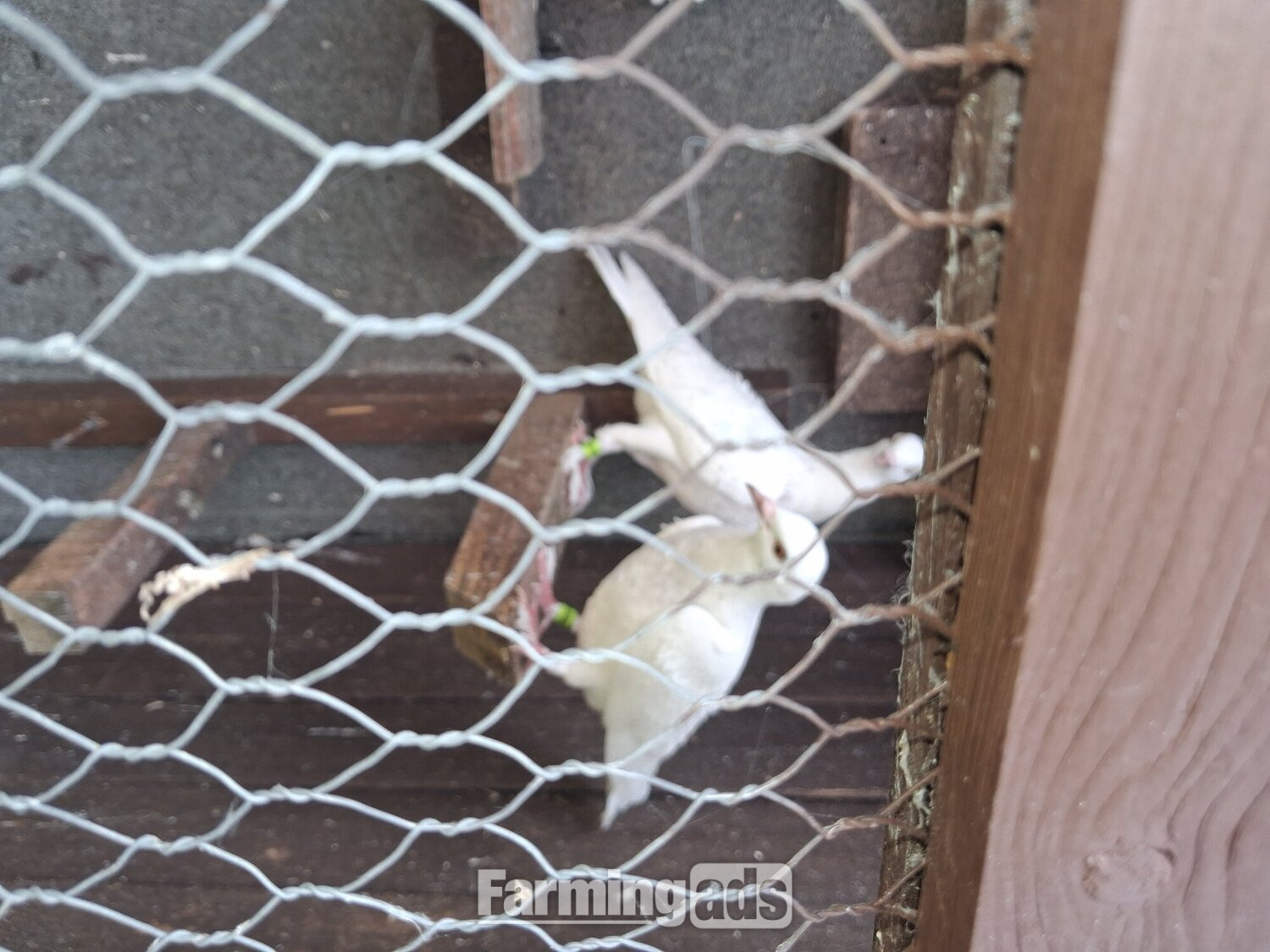 2 young frillback cross with a white homing pigeons