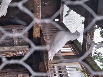 2 young frillback cross with a white homing pigeons