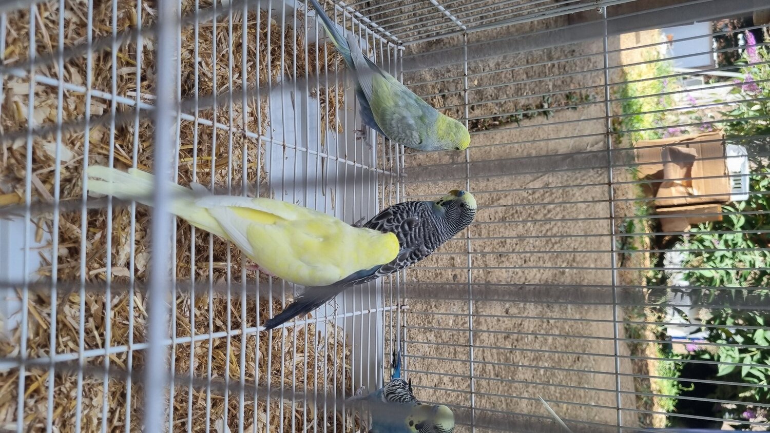 This years baby budgies  all colours 
