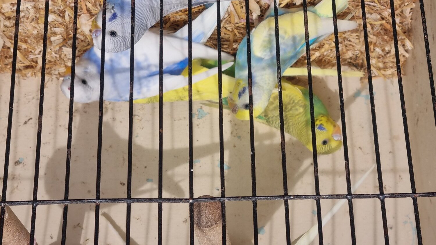  This years baby budgies  all colours 