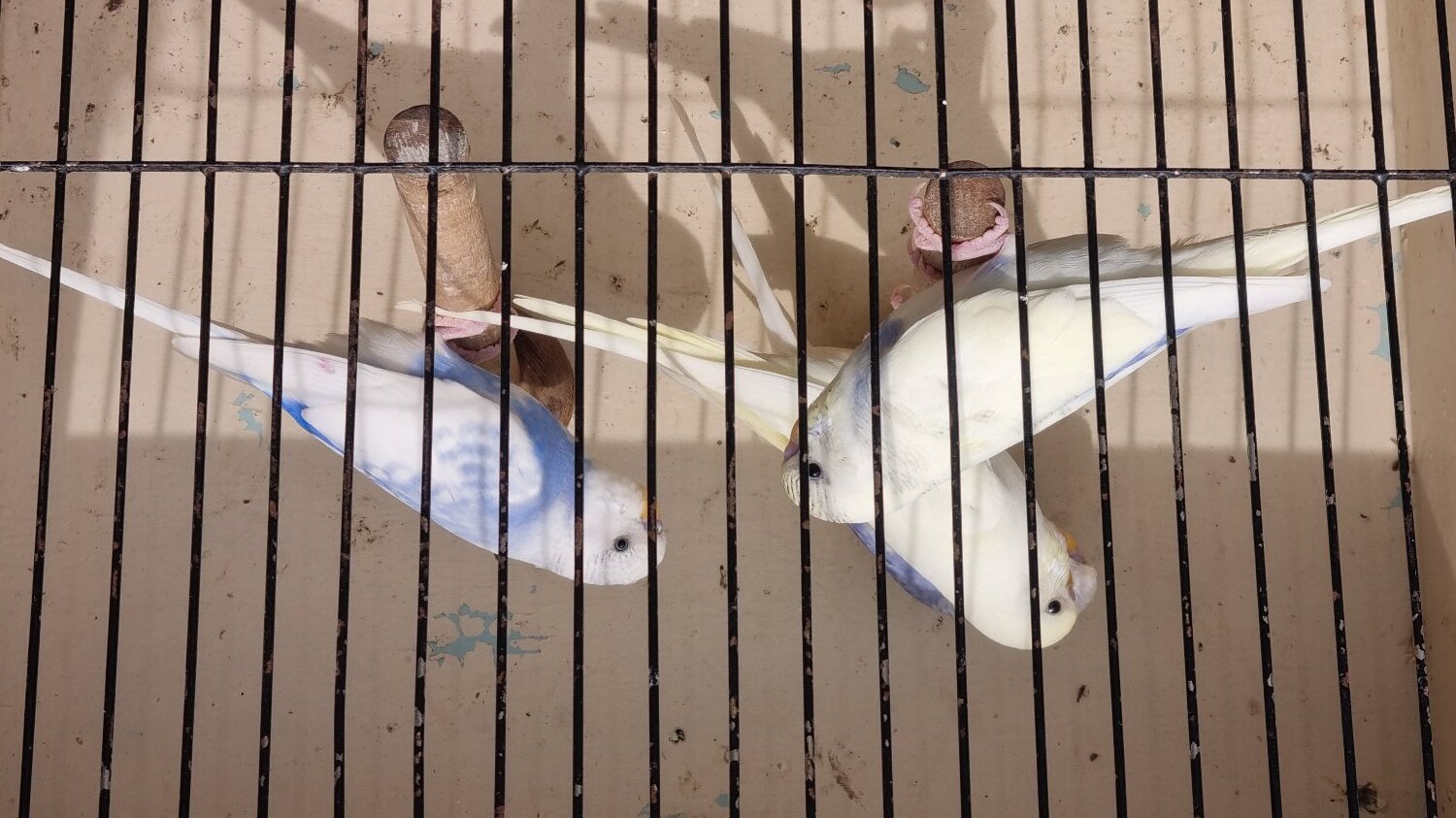 This years baby budgies  all colours  - {CATEGORY}