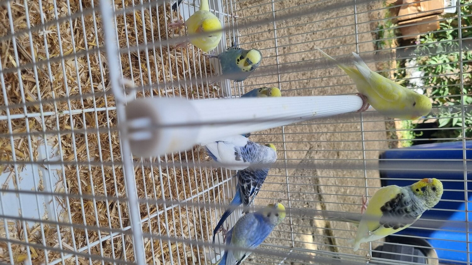 This years baby budgies  all colours  - {CATEGORY}