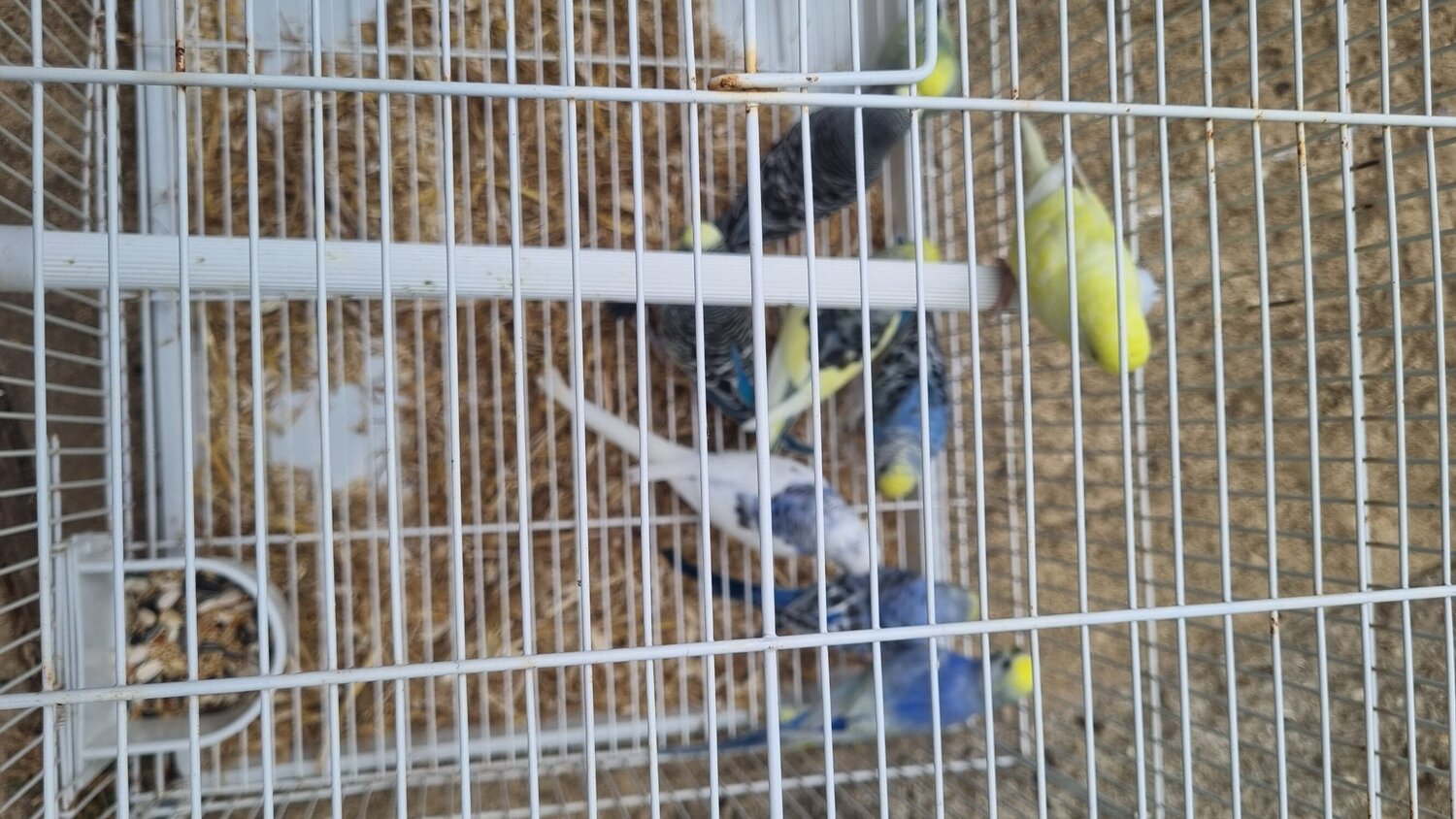 This years baby budgies  all colours  
