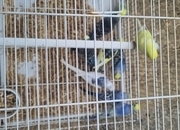 This years baby budgies  all colours 