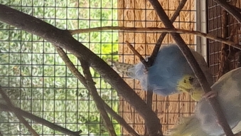 This years baby budgies  all colours 