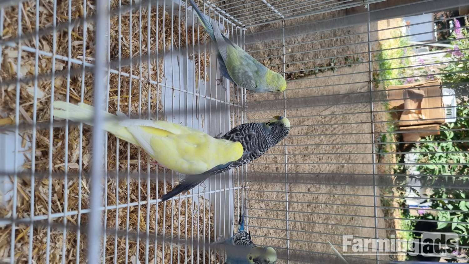 This years baby budgies  all colours 