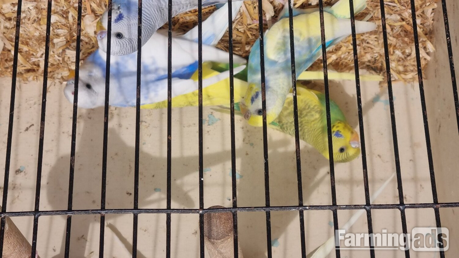  This years baby budgies  all colours 