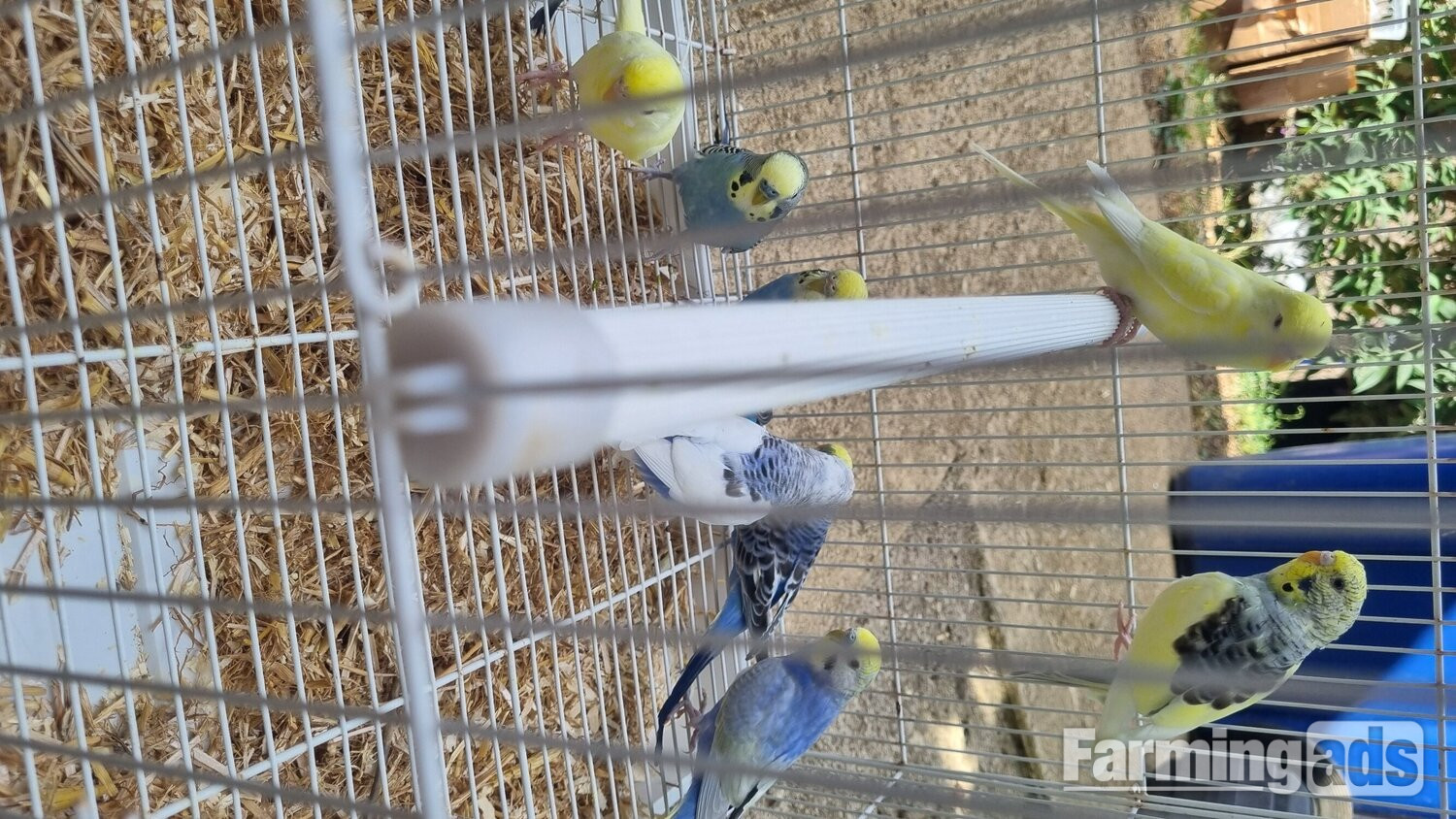 This years baby budgies  all colours  - {CATEGORY}