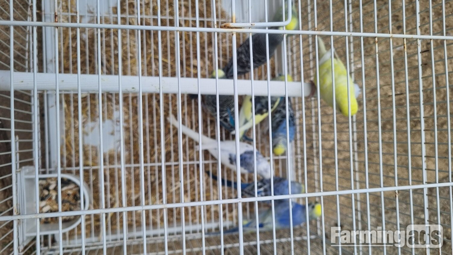 This years baby budgies  all colours  