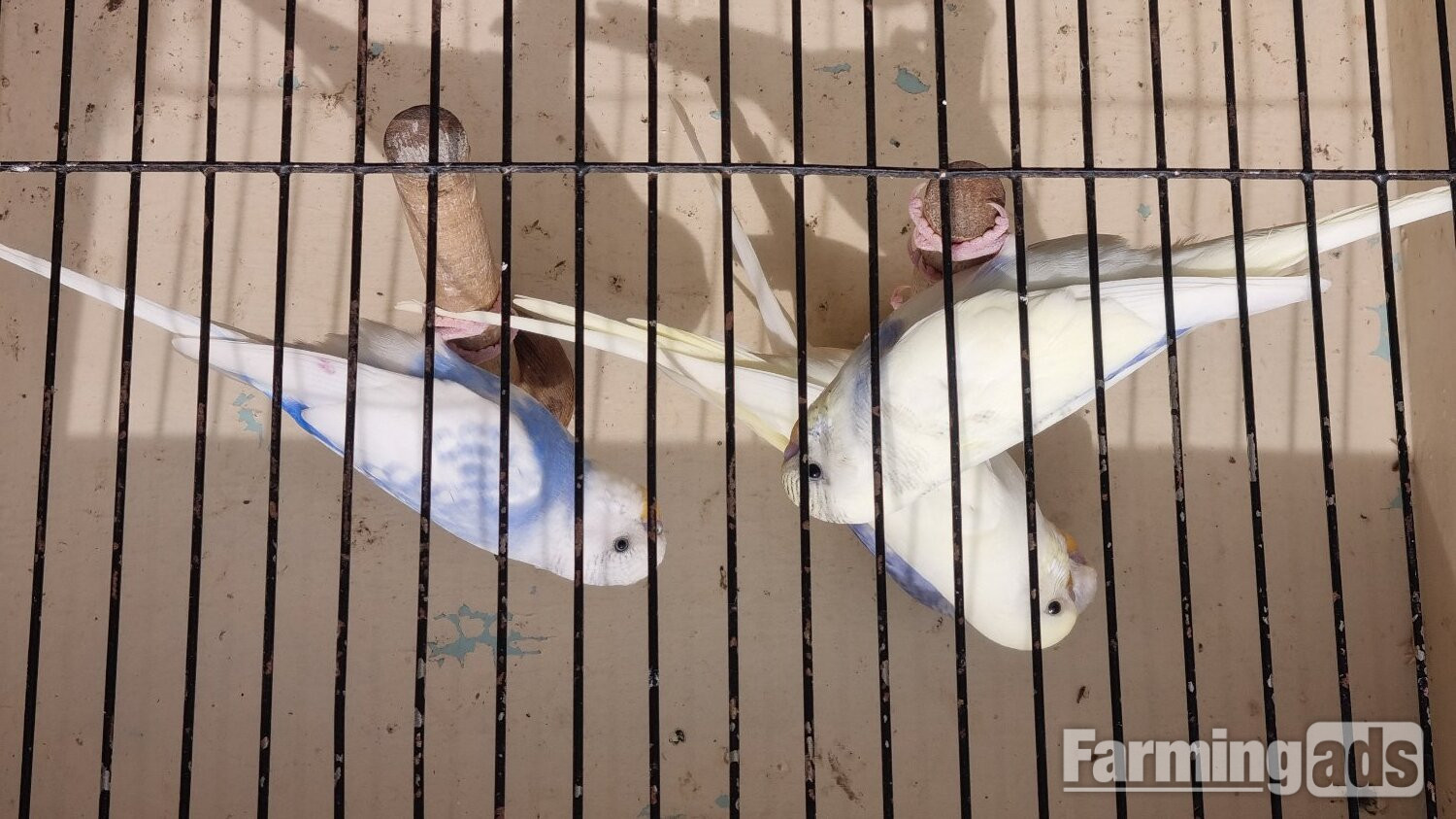 {CATEGORY} - This years baby budgies  all colours 
