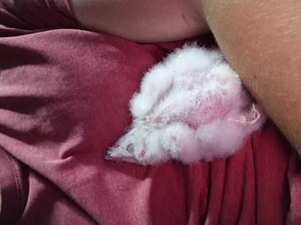 Barn owls for sale 