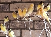 Outside bred canaries mix colours .males and hen