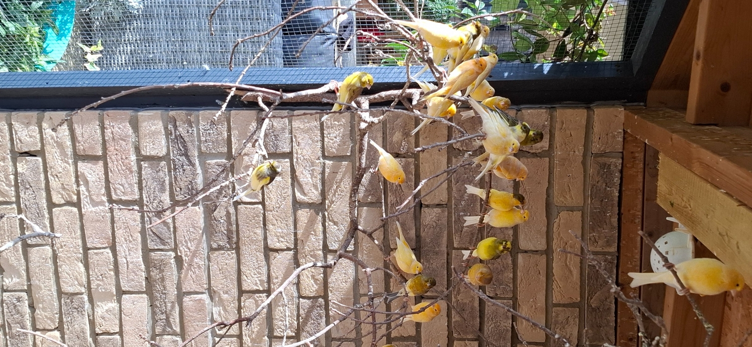 Outside bred canaries mix colours .males and hen