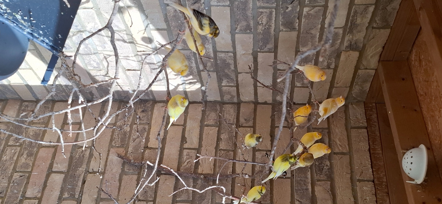  Outside bred canaries mix colours .males and hen