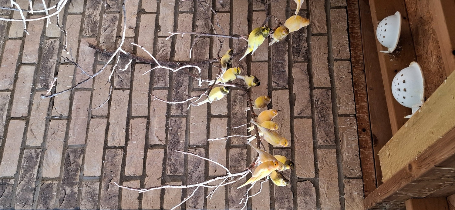 Outside bred canaries mix colours .males and hen - {CATEGORY}