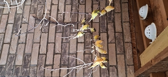 Outside bred canaries mix colours .males and hen