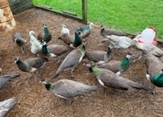 PEACOCKS AND PEAHENS FOR SALE 