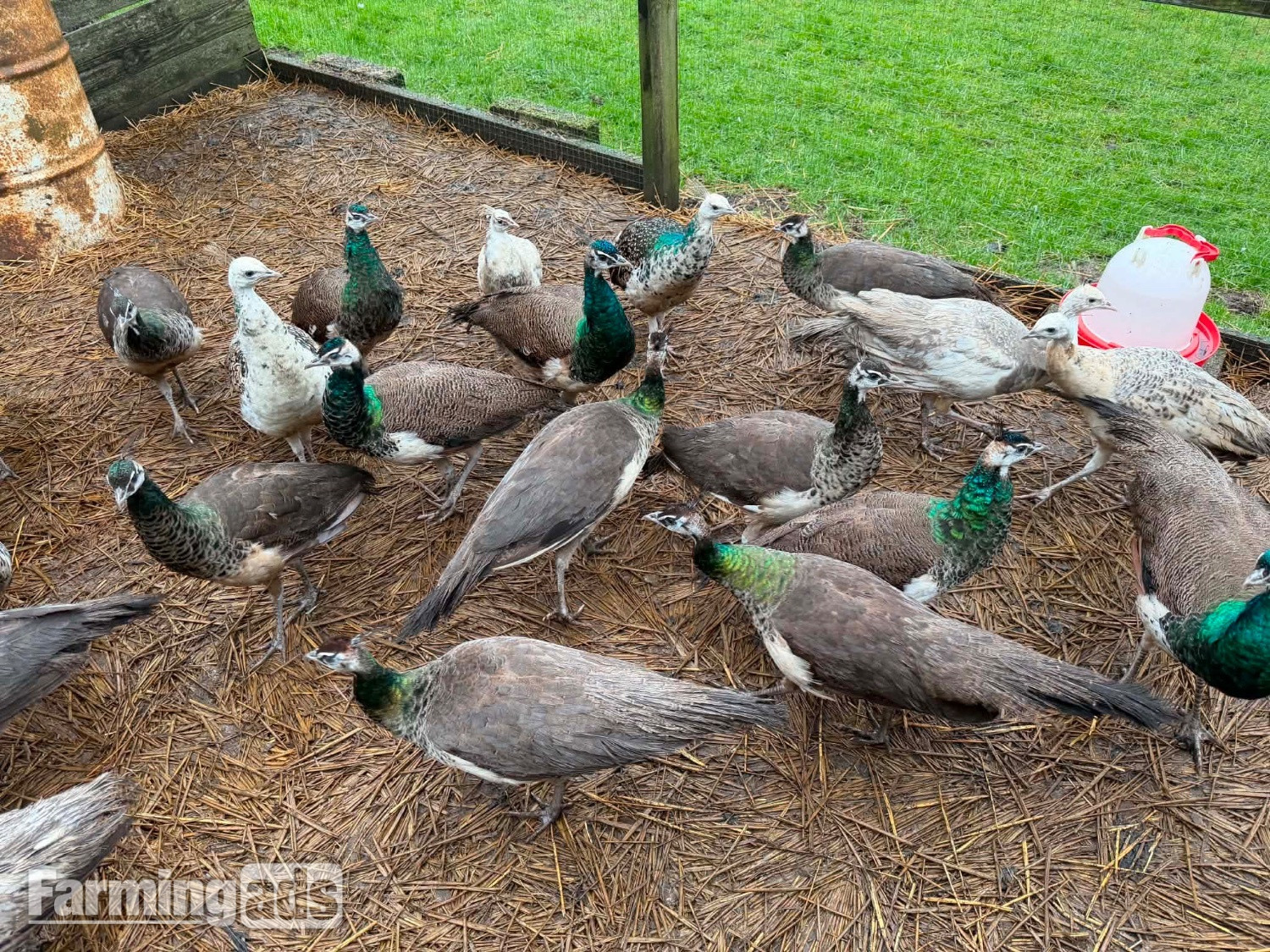 PEACOCKS AND PEAHENS FOR SALE 