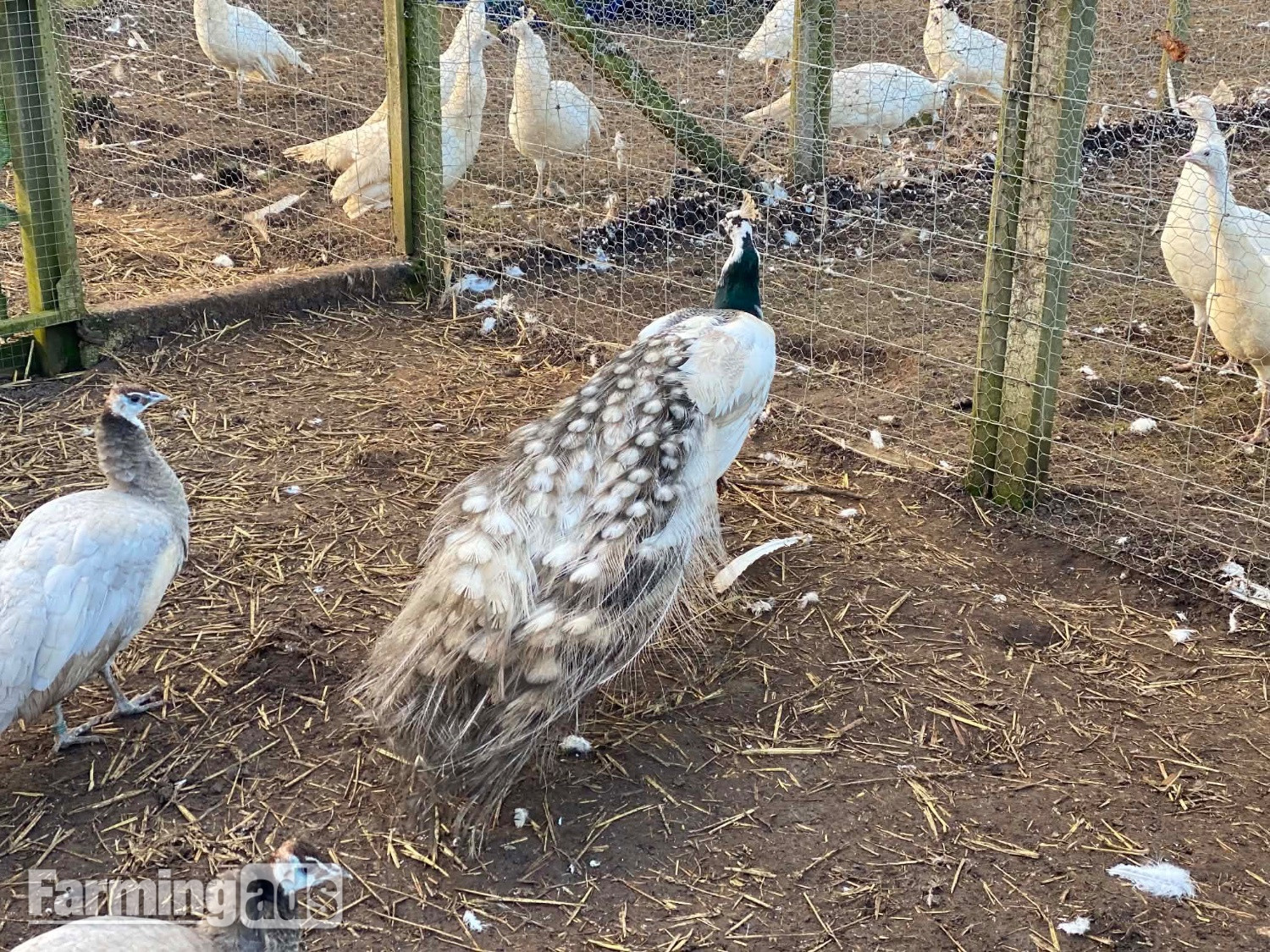 PEACOCKS AND PEAHENS FOR SALE 