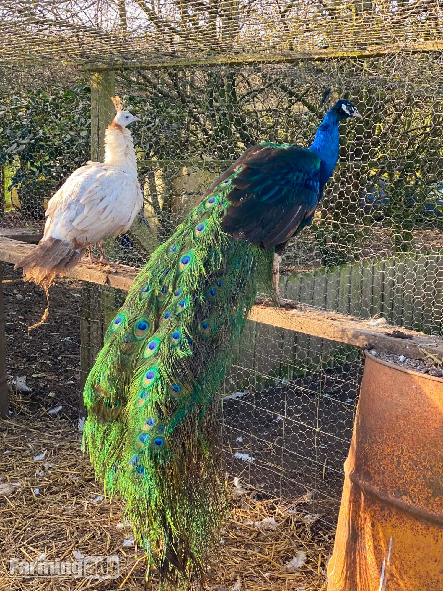  PEACOCKS AND PEAHENS FOR SALE 