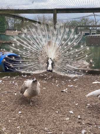 PEACOCKS AND PEAHENS FOR SALE 