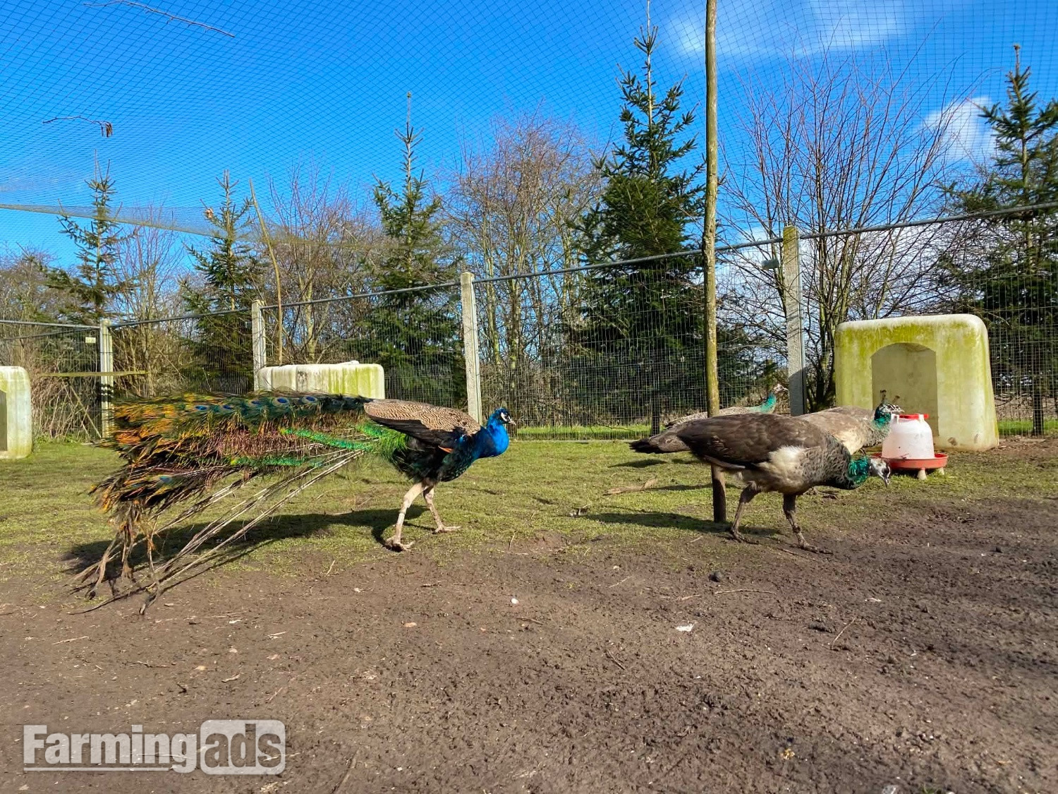 PEACOCKS AND PEAHENS FOR SALE  - {CATEGORY}