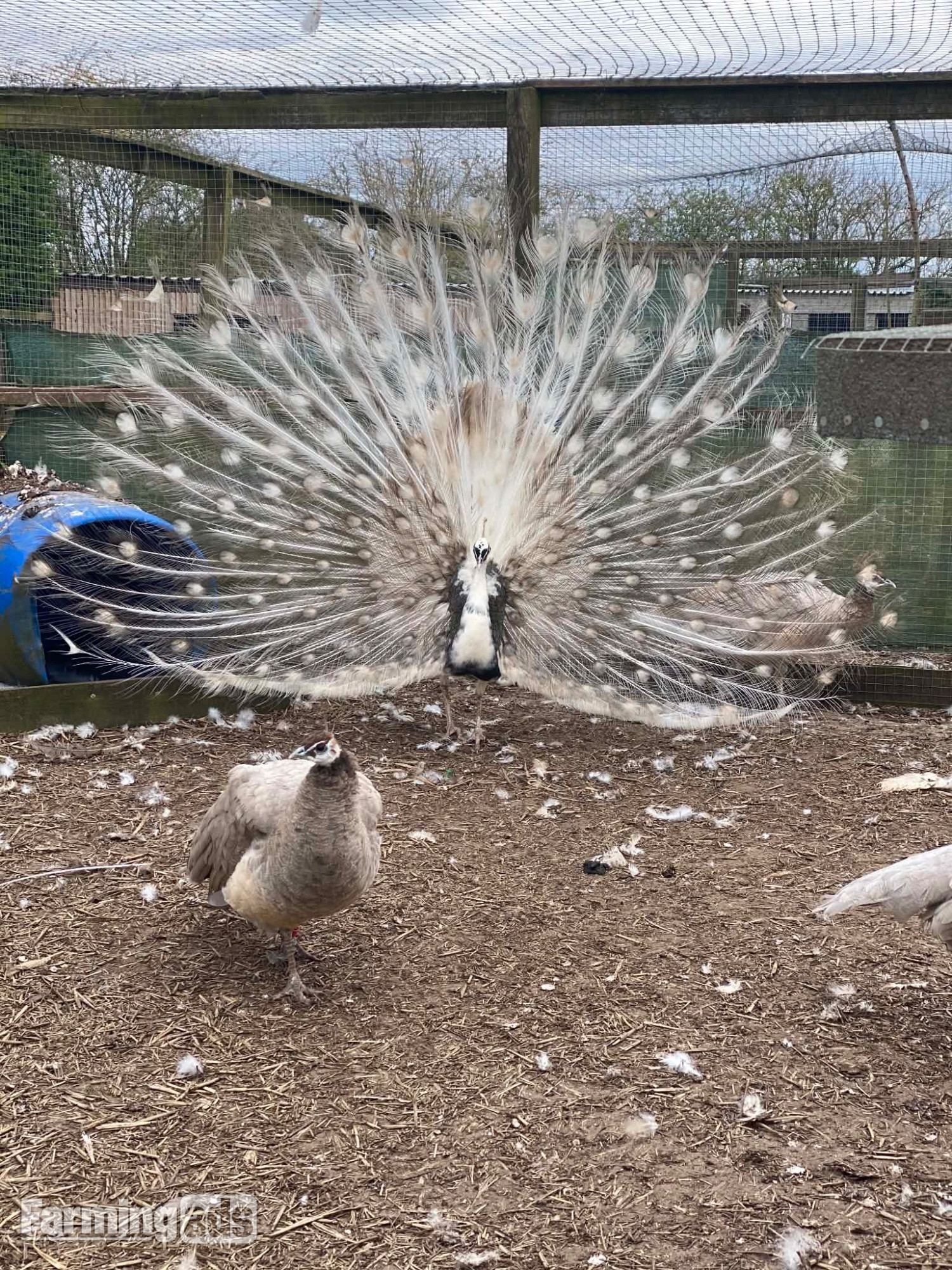 PEACOCKS AND PEAHENS FOR SALE  - {CATEGORY}