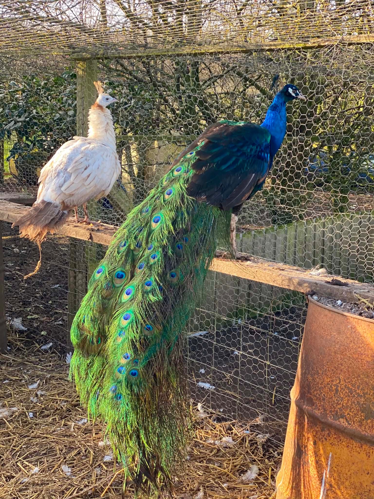 PEACOCKS AND PEAHENS FOR SALE 