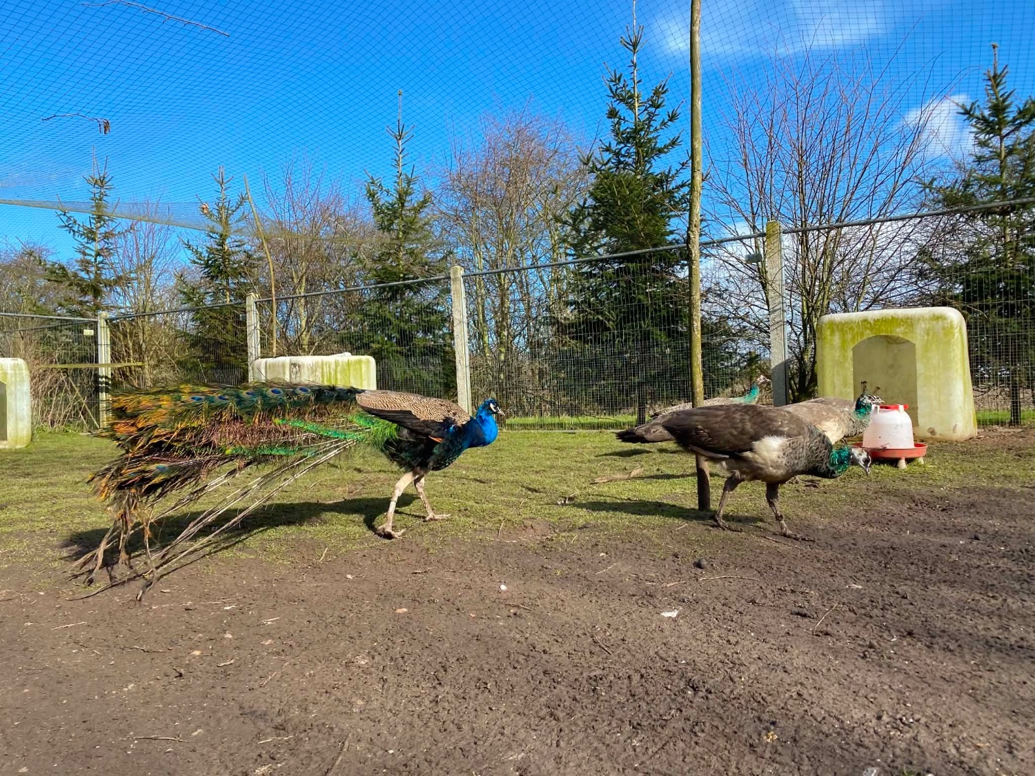 PEACOCKS AND PEAHENS FOR SALE  - {CATEGORY}