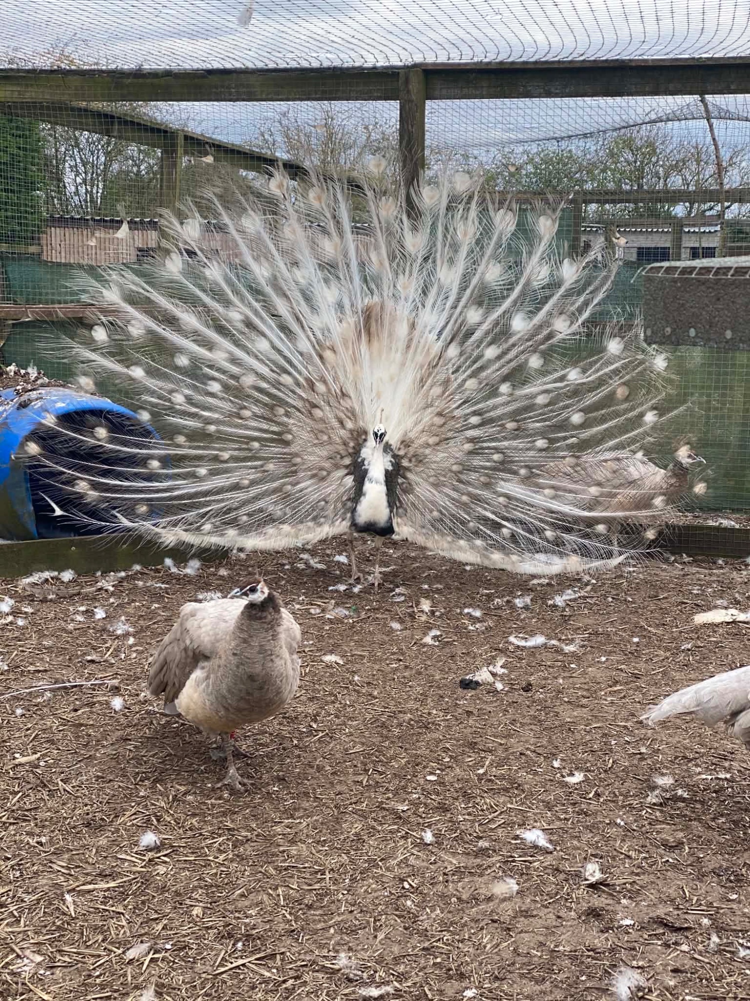 PEACOCKS AND PEAHENS FOR SALE  - {CATEGORY}