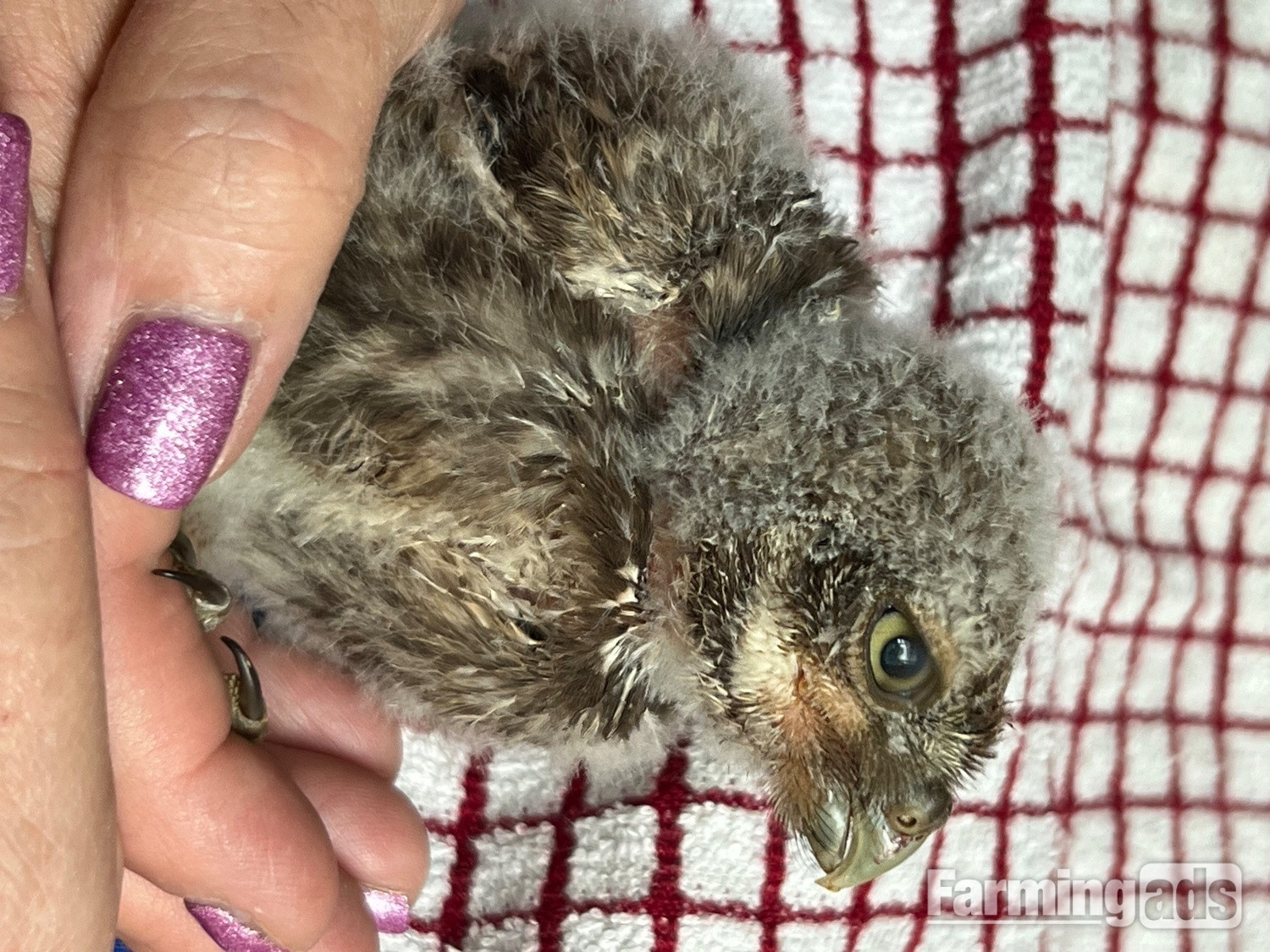 Little owl hand reared