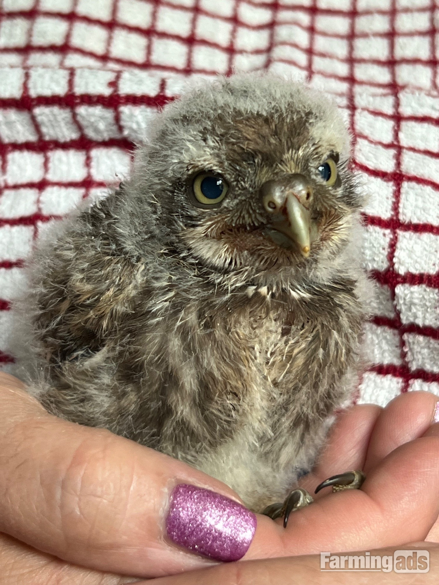 Little owl hand reared