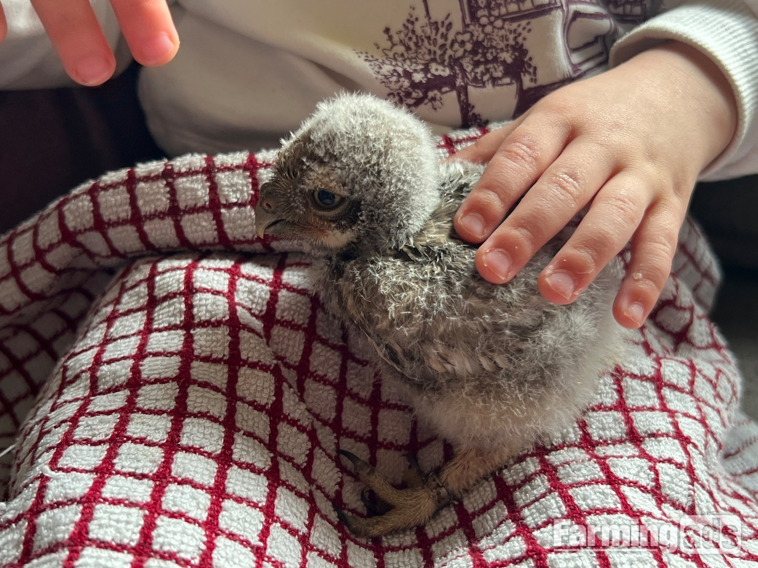 Little owl hand reared