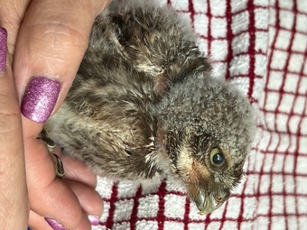 Little owl hand reared
